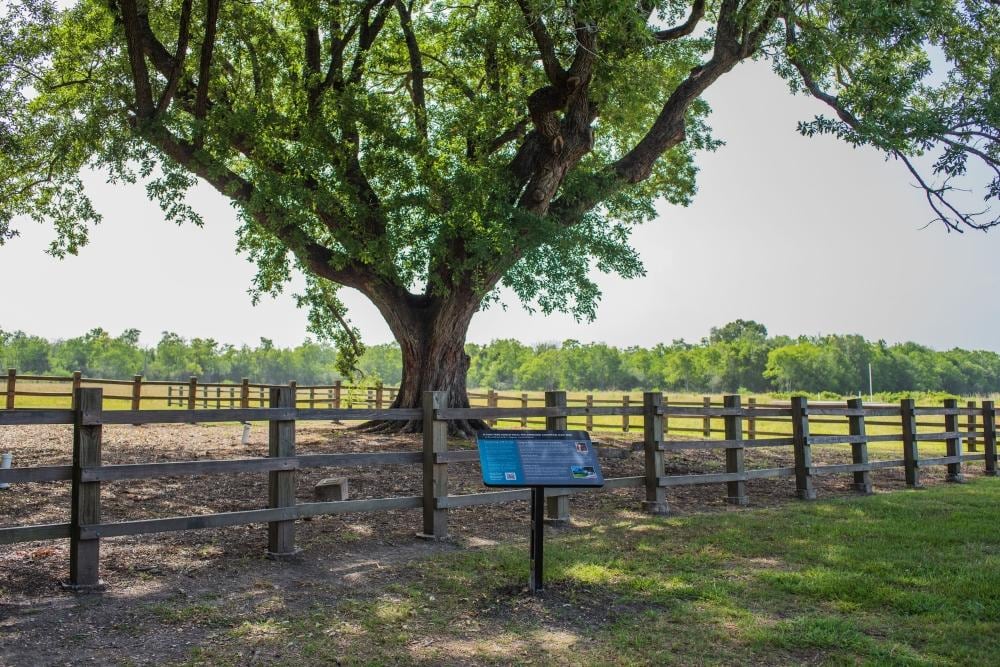 A mature, historic oak tree in a League City, TX park